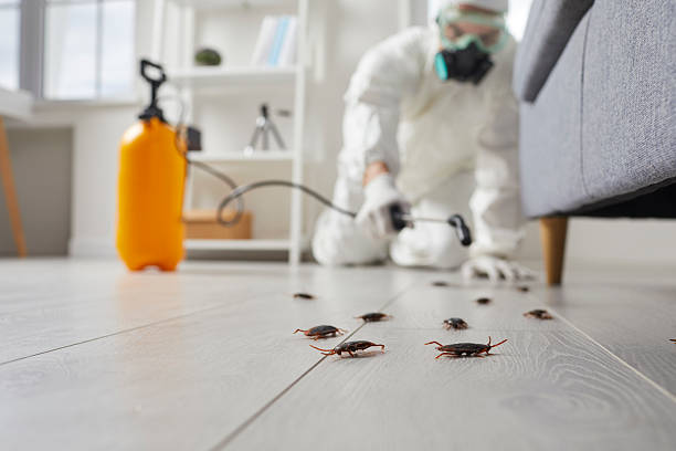 Commercial Kitchen Cockroach Control in Salida